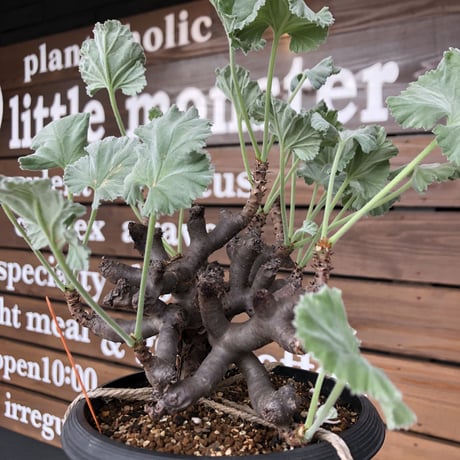 pelargonium  mirabile