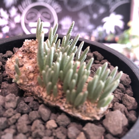 avonia   alstonii《L size》※特に、扁平感が強き大きめ塊根を持ち肌質粗めな希少大株アルストニー※ mad black bowl pot植え