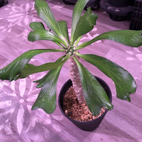euphorbia    poissonii《L size》希少大株‼︎