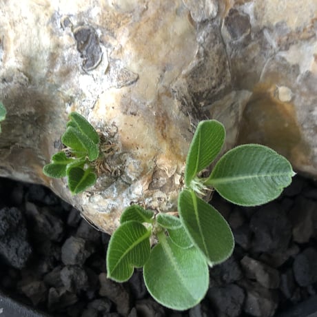 pachypodium brevicaule恵比寿笑い《大きめM size》※現地球発根後店主国内管理3年株※大きめながら纏まった良サイズ感‼︎※mad black bowl pot植え