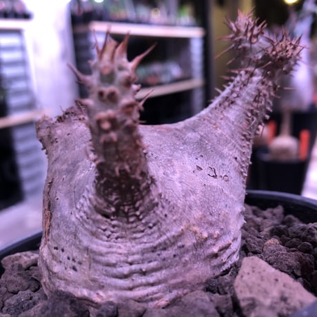 packypodium  gracilius《大きめS  size》※現地球発根済み株‼︎※驚愕‼︎可愛すぎる程まん丸グラキ‼︎※mad black bowl pot植え