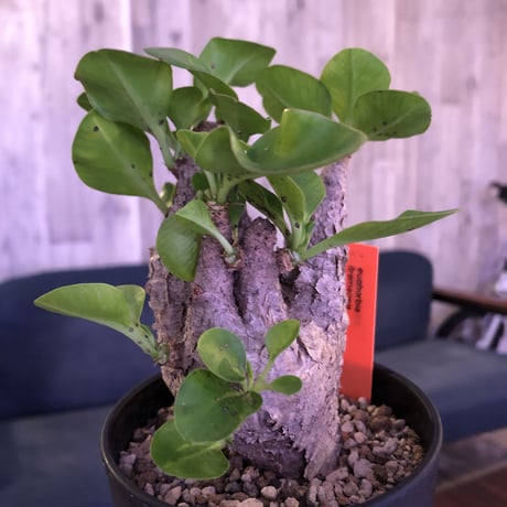 euphorbia  itremensis《M size》コンパクトにまとまったイトレ‼︎味のある表皮のひび割れに力強さを感じる1株‼︎