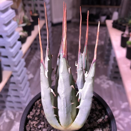 agave    utaensis  eborispina《M  size》