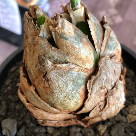 urginea epigea《L size》※現地球株発根済※丸み強くとびきり整ったぼってり樹形の大株‼︎開花時もゴージャスで魅力的なエピゲア※black bowl pot植え