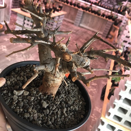 boswellia  neglecta《M size》発根済み株    浅鉢植え　大変渋さを主張したlow仕立て‼︎