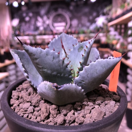 agave  pygmaea  dragon toes《M  size》※発根済株※店主国内管理2年株※良きcolor良きサイズ感‼︎極美株※mad black pot植え※限定2株