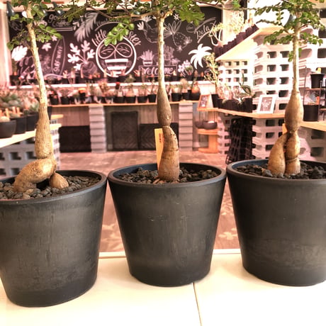 opercullicarya   decaryi  littmon  seed🌱  《5年半株》※大変成長は早く、幹幅も太く育ってくれた選抜株‼︎※mad  black  pot植え　※限定3株