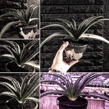 aloe   argyrostachys《L size》現地球発根済み‼︎ マダガスカルの希少種‼︎　※mad black  marble bowl pot植え