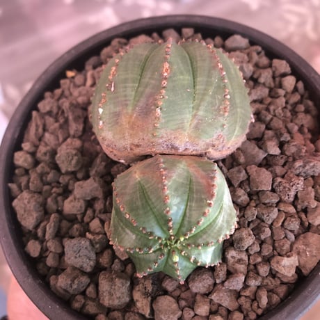 euphorbia  obesa《小さめM  size》W-he'd株※現地球発根済株※一部木質化した双頭オベサ※mad black bowl pot植え