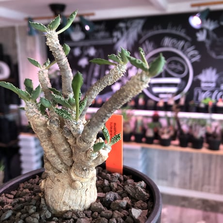 euphorbia tulearensis《L  size》※大変大きめの塊根を持つ希少性激高塊根ユーフォルビア‼︎太枝で全体balanceも良き将来有望株※mad black bowl pot植え