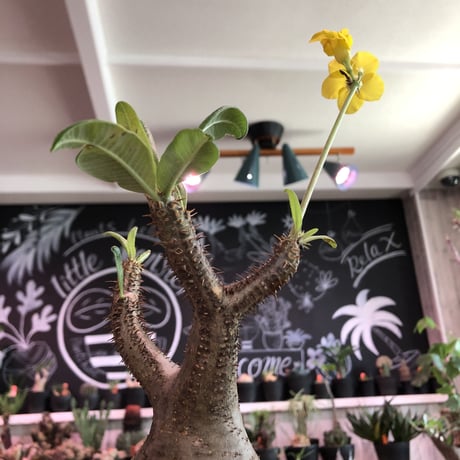 packypodium  gracilius《L size》※現地球発根済株※店主国内管理5年株※極めてぼってり大きな株元に一頭枝で短枝の可愛い過ぎる一株‼︎🌼開花中※mad black pot植え