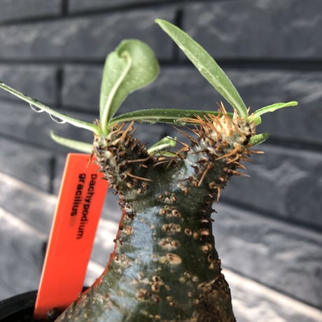 pachypodium gracilius《大きめS size》※希少green肌&360度球体株※現地球発根後店主国内管理2年株※短枝グリーン肌のまん丸球体株※mad black pot植え