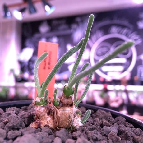 monilaria   pisiformis《SS  size》※現地球発根済株※モニラリア属　（最上位激希少種）※冬型caudex‼︎   ※mad black bowl pot植え