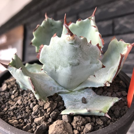 agave  isthmensis《M size》※現地球発根後店主国内管理2年株※weight低く締まり纏まり良き良バランス※mad black pot植え