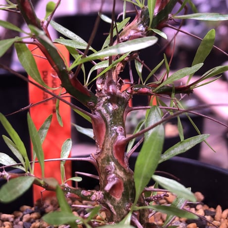 fouquieria   purpusii《M  size》※希少性高し