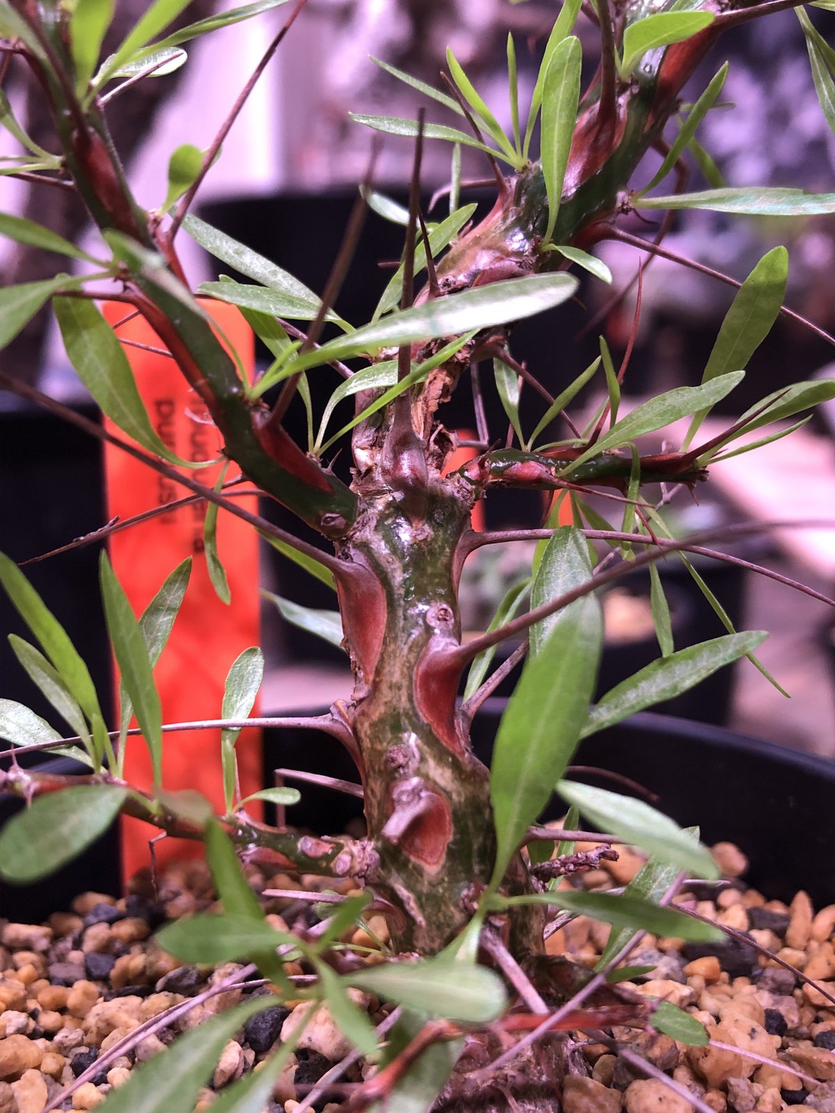 fouquieria purpusii《M size》※希少性高し | plants h fouquieria purpusii《M size》※希少性高し | plants h