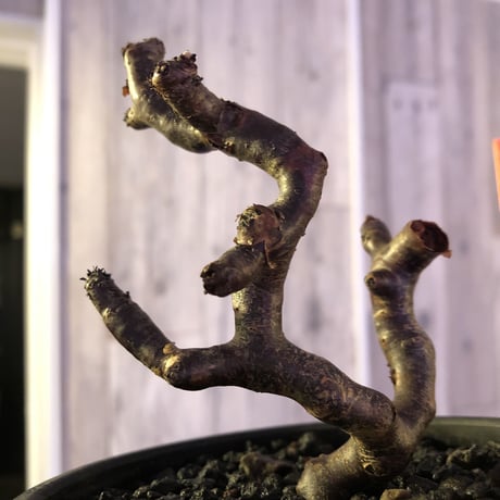 pelargonium  mirabile《M size》※限定1株‼︎　 枝ぶりバランスもちょうど良い育て甲斐のあるサイズ感が堪らない‼︎ ※mad black bowl pot植え‼︎
