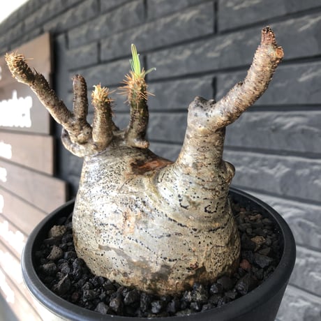 pachypodium gracilius《L size》※現地球発根後店主国内管理5年株※ぼってり良樹形な両A面‼︎選抜グラキ※mad black pot植え