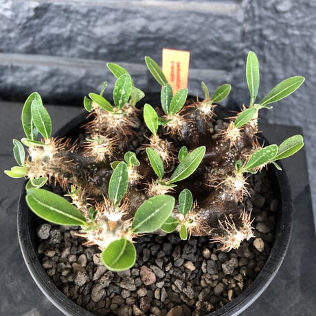 packypodium brevicalyx 黒肌《M size》※発根済み株  店主オススメ株‼︎   mad  black  pot植え