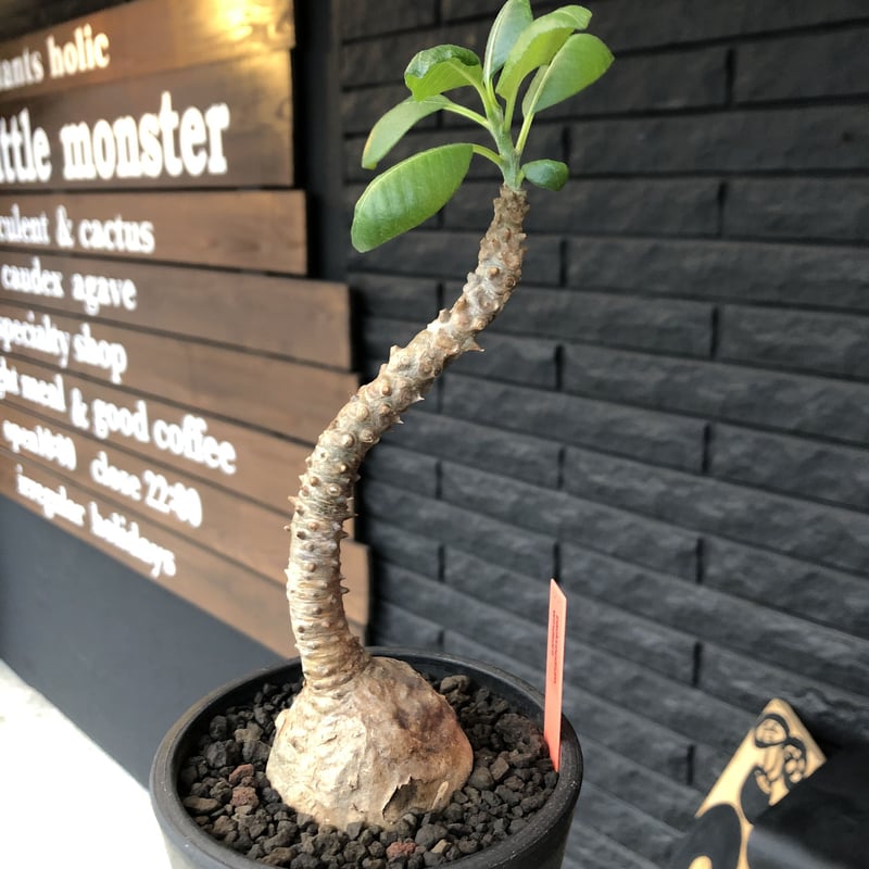 パキポディウム　ウィンゾリー　現地球 激レア 現地球ウィンゾリー