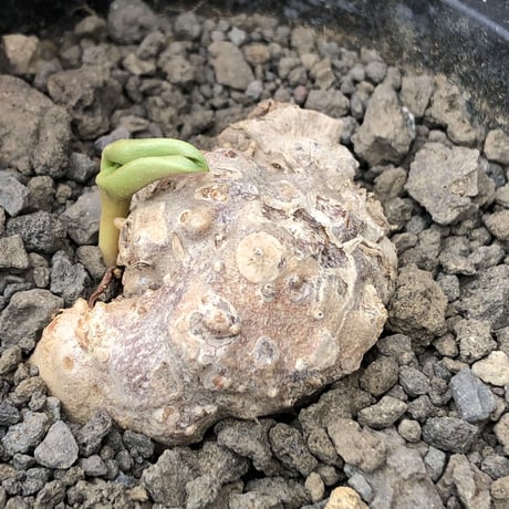 eriospermum cooperi《XL size》驚愕‼︎冬型激希少年代物大株※現地球発根後店主国内管理8年株※大変bigな塊根＆極美しい大きな葉も魅力な一株※mad black pot植え