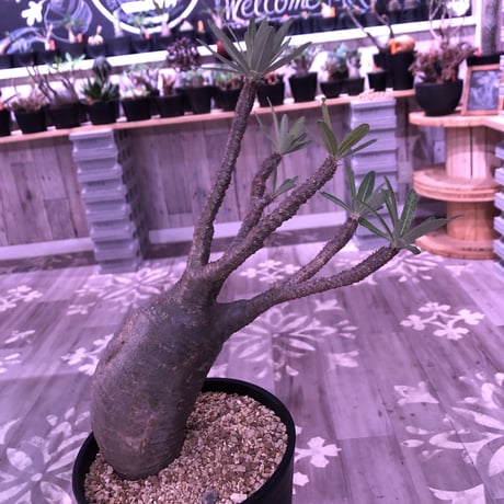 packypodium  gracilius《L size》 ※現地球株  発根済み株‼︎  （限定８株）