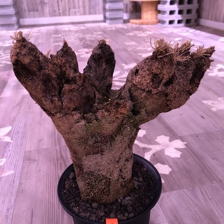 Xerophyta   Trichophylla《L L size》発根済み株   芽吹き待ち