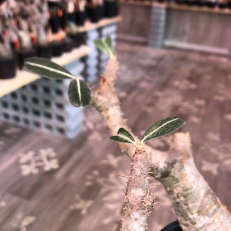 packypodium  cactipes《L L  size》※現地球発根済株‼︎※驚愕価格‼️※大変bigなカクチペス‼︎