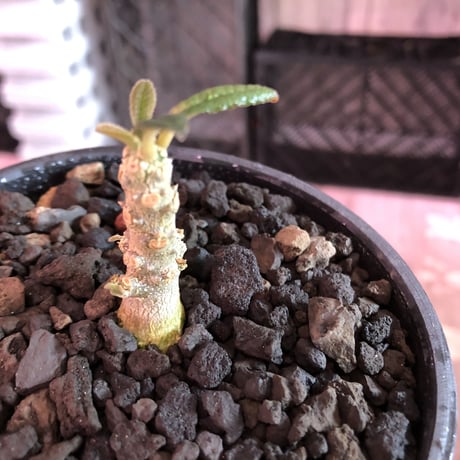 希少 dorstenia   gigas《S size》littmon  seed🌱※1シーズンで成長が大変早い為、大変育て甲斐と変化を感じられるギガス‼︎※mad black bowl pot植え