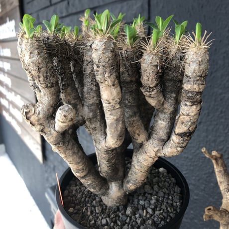 euphorbia    guillauminiana《L  size》躍動感激しいギラウミ  ※店主管理国内４年株