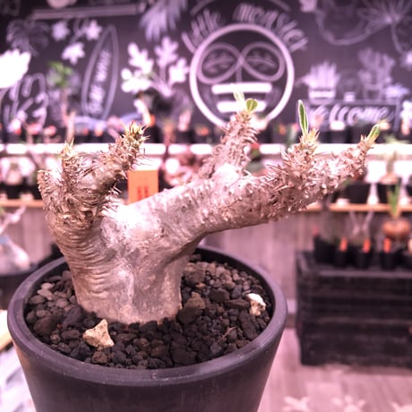 packypodium  cactipes《M  size》白肌※現地球発根済株※背中に現地での味わい深い枝折れ傷があり流れるようなbalanceの白肌カクチ※mad black pot植え