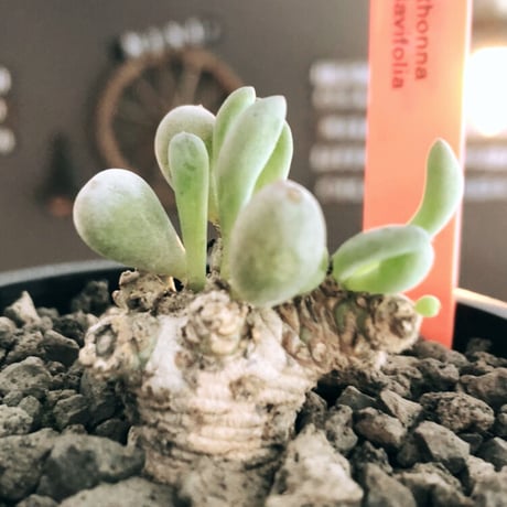 othonna clavifolia《小さめM size》激希少※現地球発根後店主国内管理2年株※個体激減し輸入厳しい中、小振りでも将来有望な低重心な良樹形※mad black pot植え