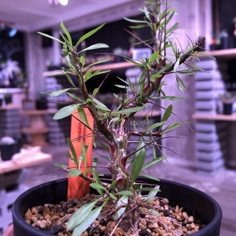 fouquieria   purpusii《M  size》※希少性高し