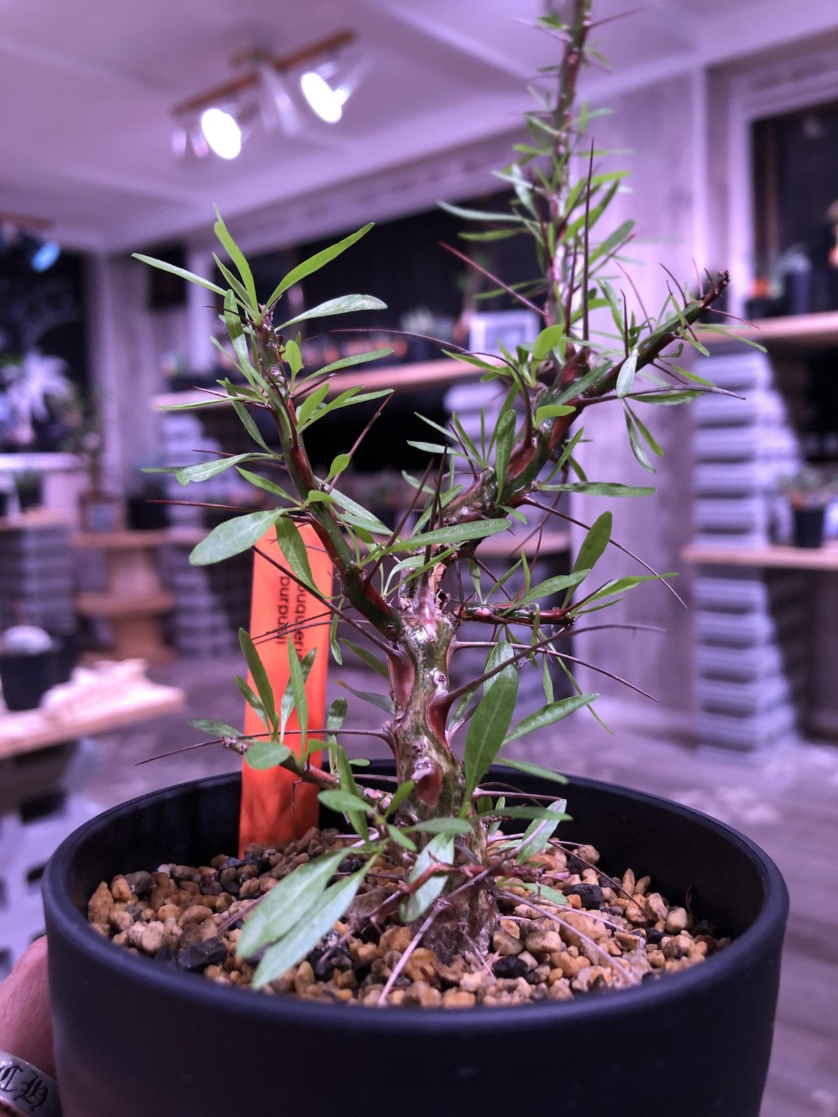 fouquieria purpusii《M size》※希少性高し | plants h