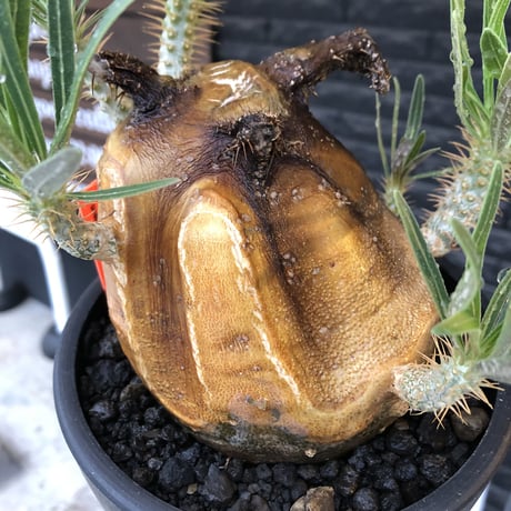 pachypodium gracilius《L size》※現地球株発根済（店主所有株）※360度現地焼け表皮&360度胴吹き枝を持つ唯一無二過ぎる渾身の一株※mad black bowl pot植え