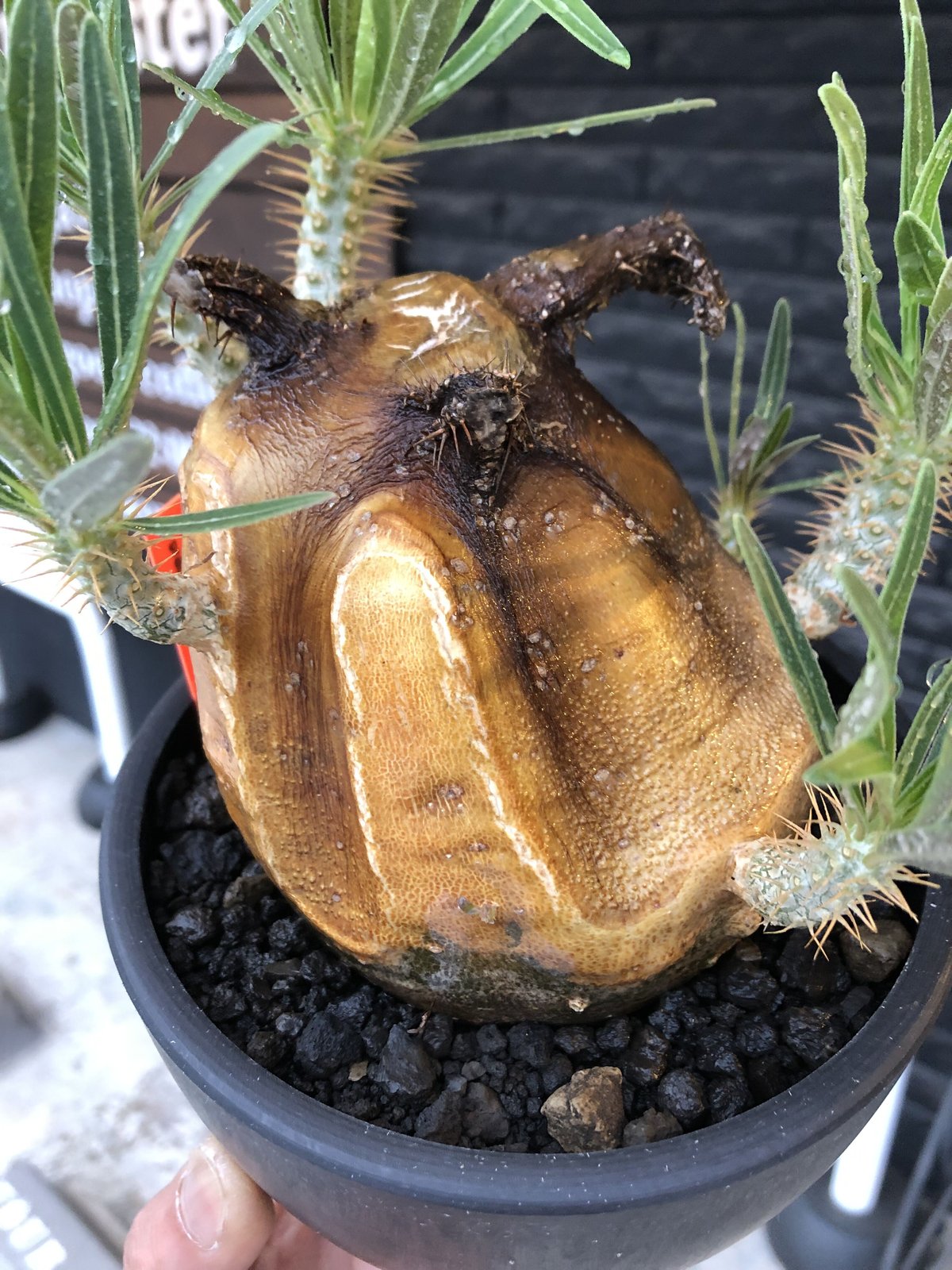 ワ2342 「現地株」パキポディウム グラキリス L 抜き苗【6/16最新到着