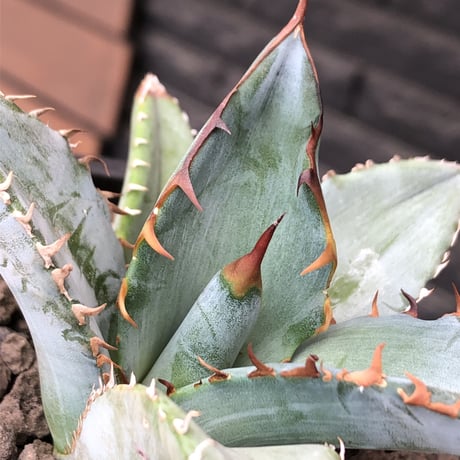 agave titanota blue《小さめM size》選抜株※現地球株発根済※今季の成長が楽しみな纏まり締まりも良き一株‼︎※mad black pot植え