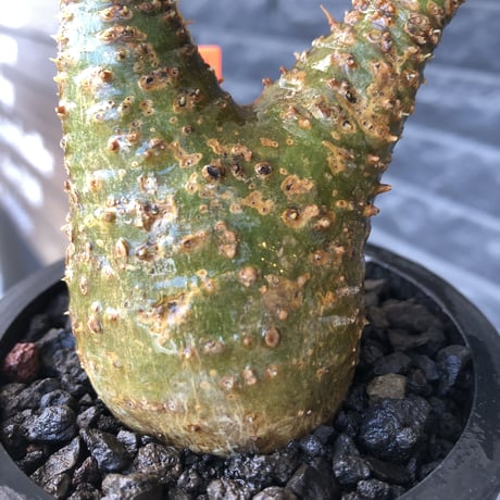 pachypodium gracilius《小さめ M size》希少green肌&二頭枝株※現地球発根後店主国内管理2年株※極グリーン肌のぼってり手乗りグラキ※mad black pot植え