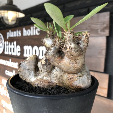 pachypodium brevicalyx《L size》※現地球発根後店主国内管理5年株※美術的interior性高きゴツゴツ肉々しい装いの低重心株※mad black pot植え
