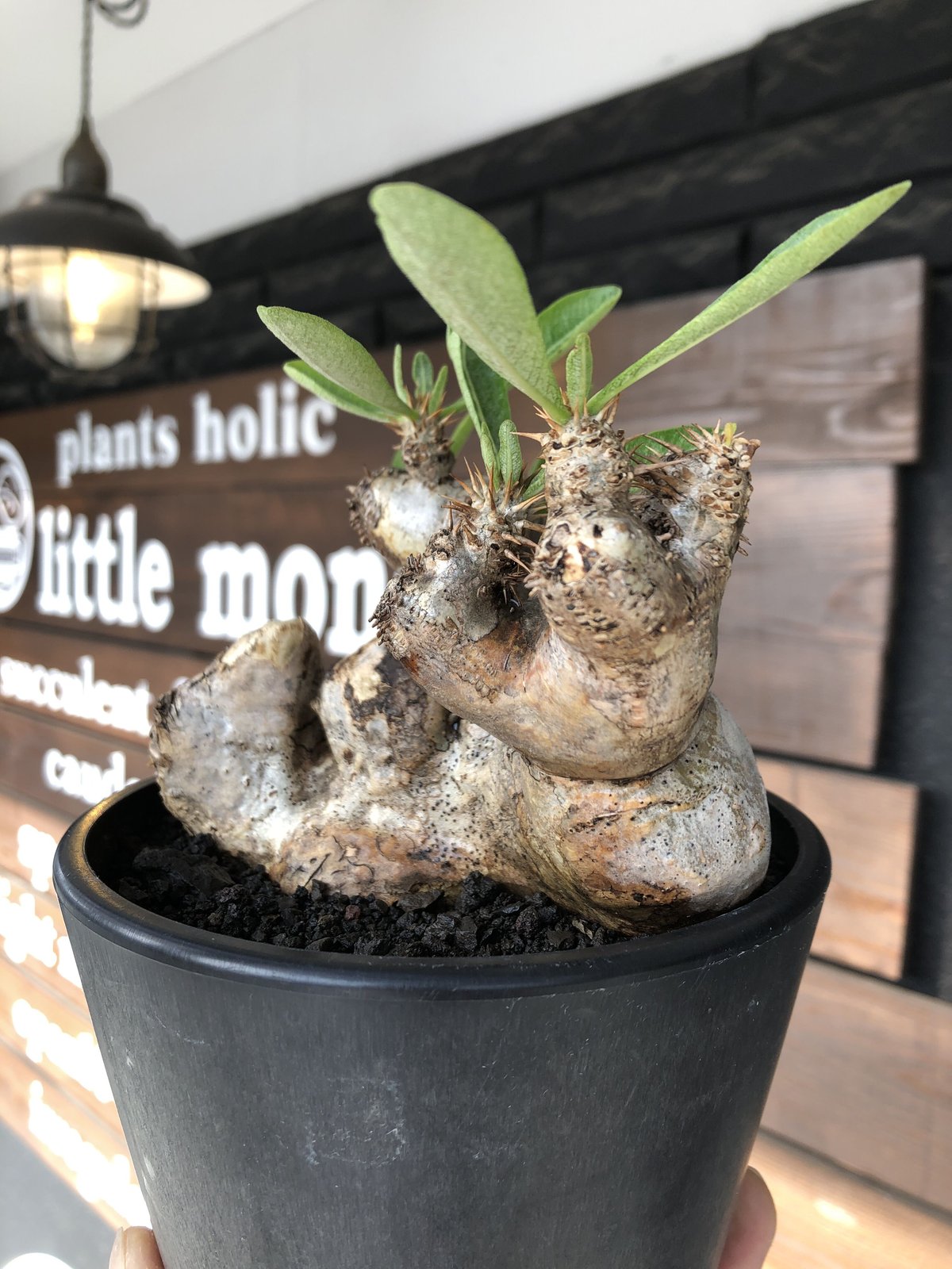 pachypodium brevicalyx《L size》※現地球発根後店主国内管理5年株※