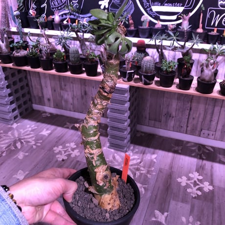 tylecodon  paniculatus《M size》※一番大きく成長する2種類のパニクラーツス‼︎※mad black pot植え　※限定２株