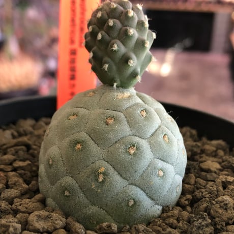tephrocactus geometricus 《M size》※現地球株カキ仔発根済※①丸々とかわいく綺麗な玉型維持のカキ仔※black bowl pot植え