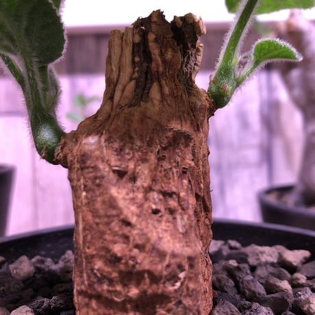 adenia   olaboensis