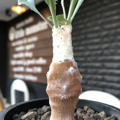 othonna cyclophylla《M size》※現地球株発根済※淡い冬型らしいカラーのギザギザ葉がかわいいシクロフィラ※black pot植え