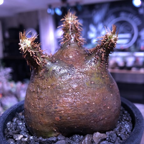 packypodium  gracilius《大きめS size》驚愕ぼってり樹形※現地球発根済株※店主国内管理2年株※短枝で堪らないほど低重心‼︎とびきりぼってり樹形※mad black pot植え