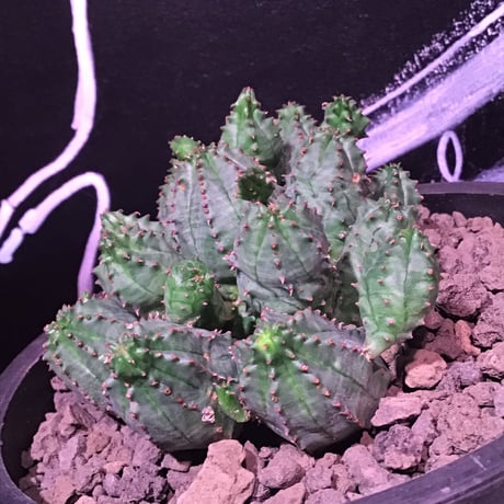 euphorbia    globosa