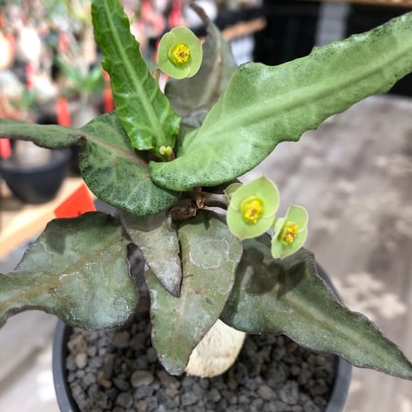 euphorbia francoisii《大きめS size》※現地球株発根済※稀なほど美しい白さと愛らし過ぎるまん丸ボディーが堪らない‼︎花付きも良き一株※black bowl pot植え