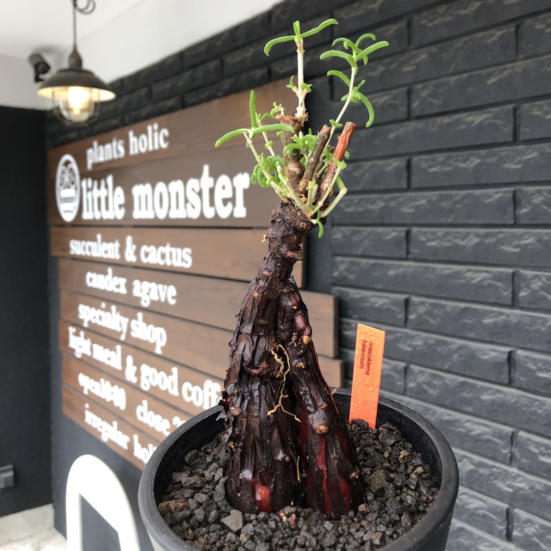 現地株 メストクレマ ・ ツベローサム メストクレマ ツベローサム 現地株 mestoklema tuberosum《M size