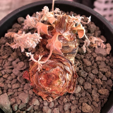pelargonium  appendiclatum《M size》※店主個人株‼︎現地球発根済株※実生株しかまず出回る事のない激希少‼︎更にW-he'd‼︎🤩※mad black pot植え