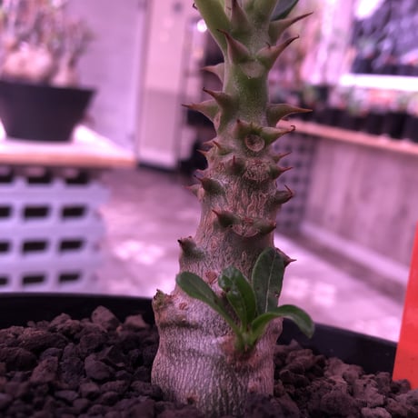 packypodium  windsorii《S size》現地実生２年株  発根済み株